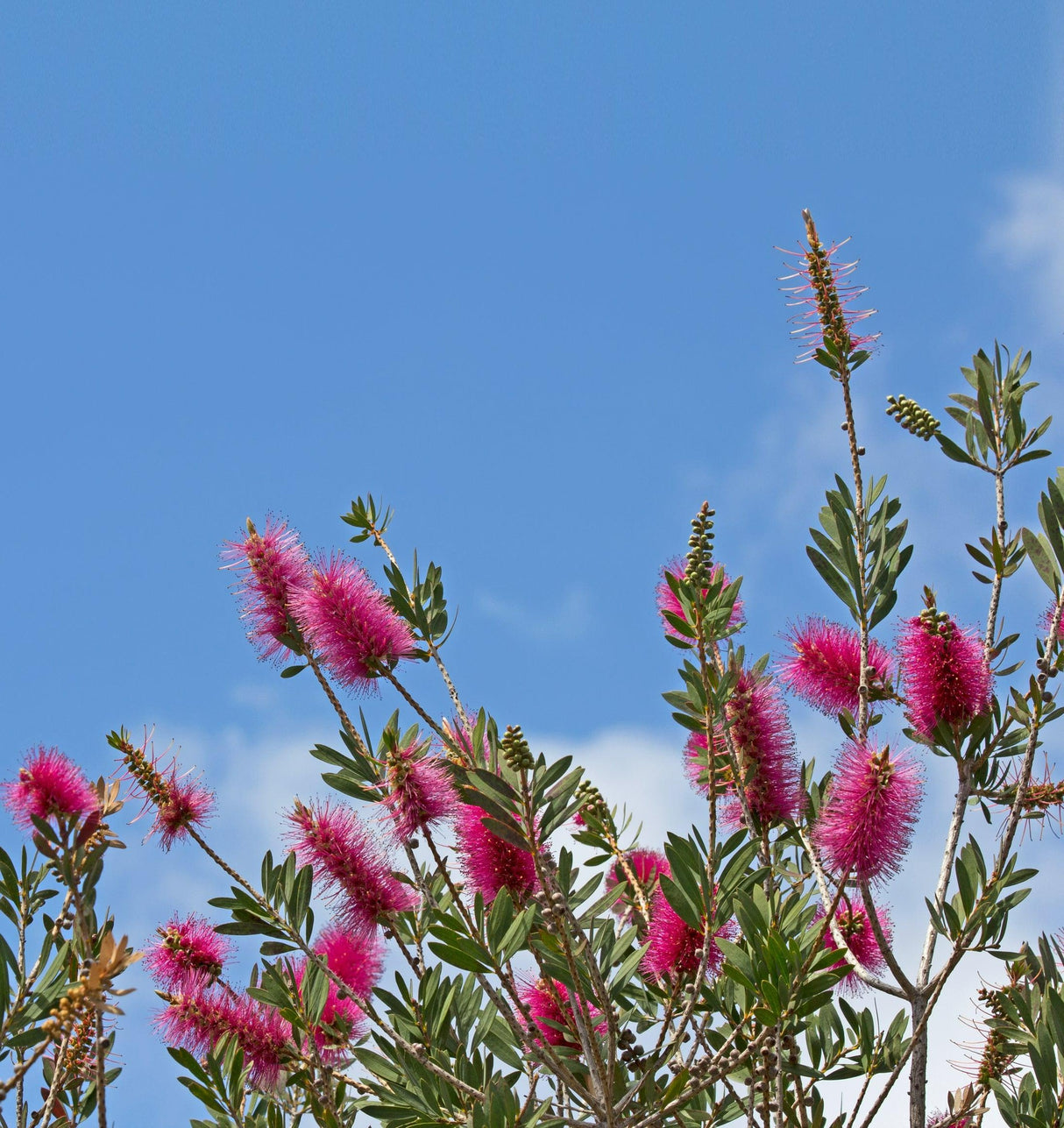 Callistemon 'Purple Splendour' - Purple Splendour Bottlebrush