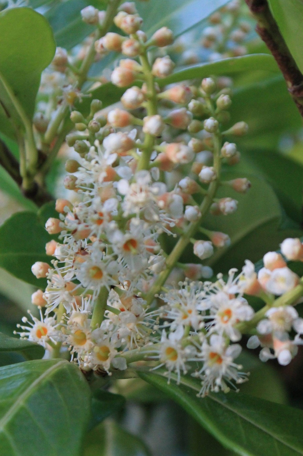 Flindersia brayleyana - Queensland Maple Tree