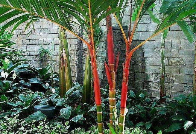 Areca vestiaria 'Red Form' - Red Areca Palm