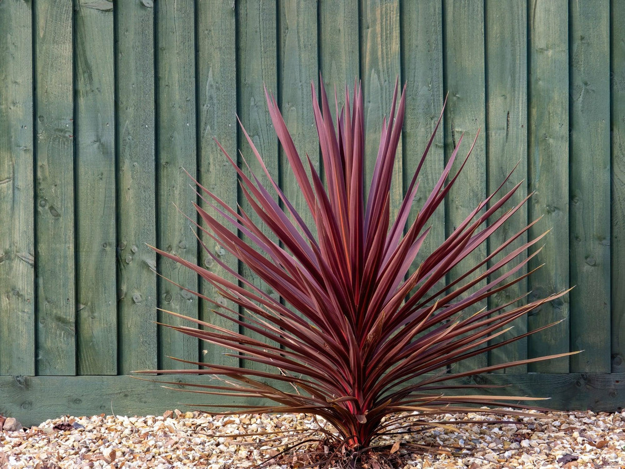 Cordyline australis 'Red Sensation' - Red Sensation Cordyline