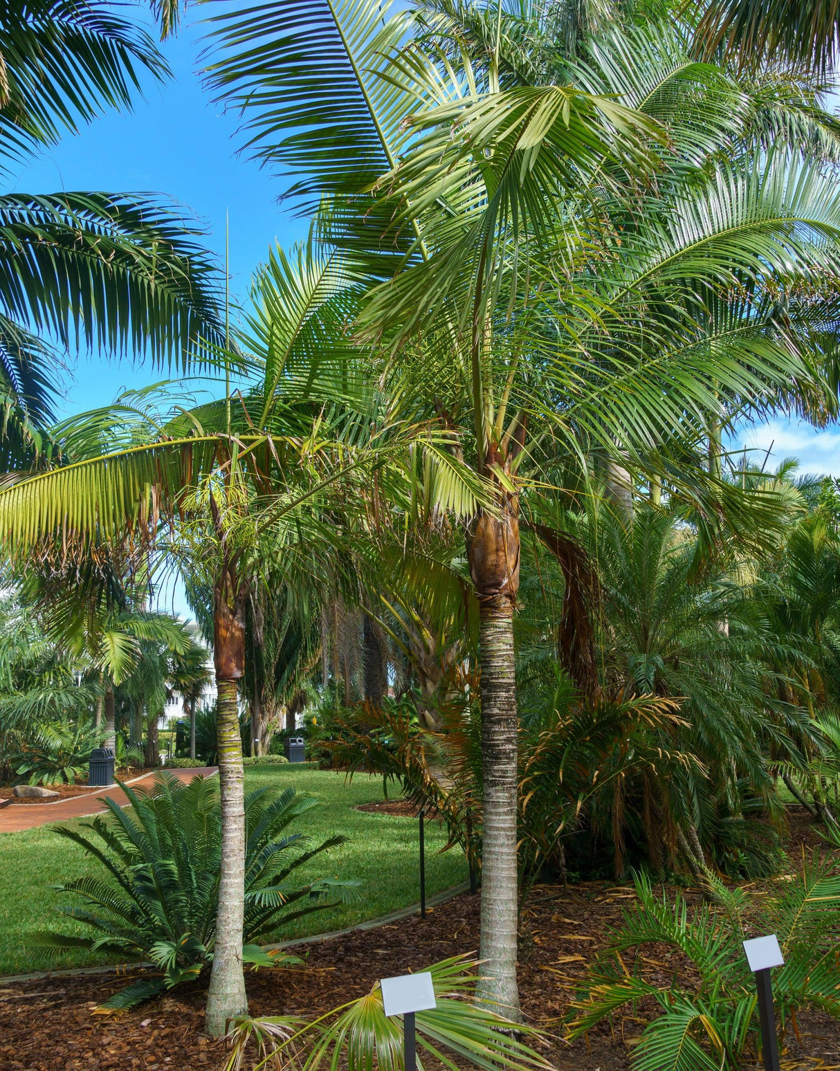 Dypsis lastelliana - Redneck Palm