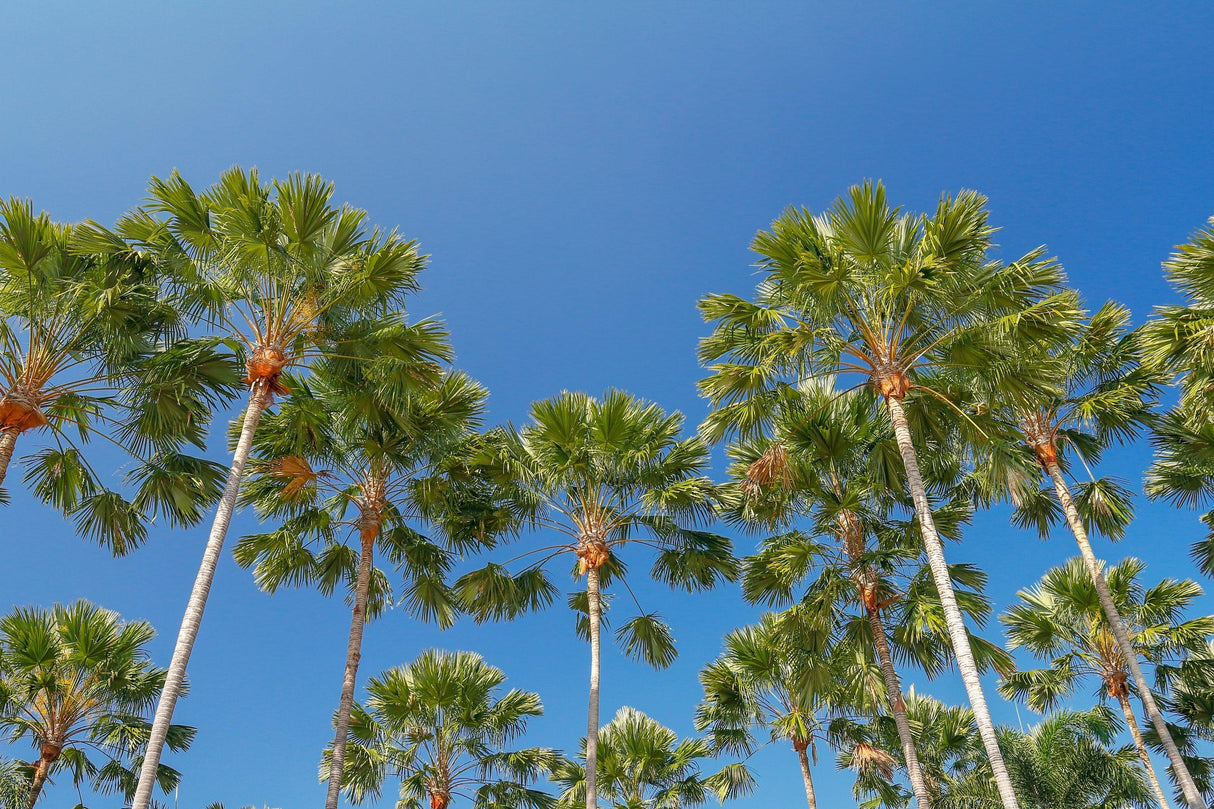 Livistona rigida - Rigid Fan Palm