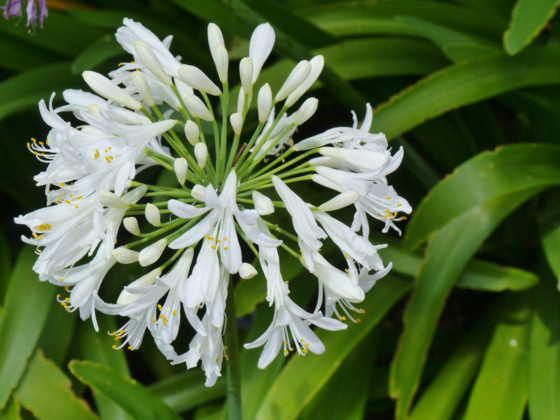 Agapanthus 'River Garden White' - أغابانثوس ريفر غاردن الأبيض