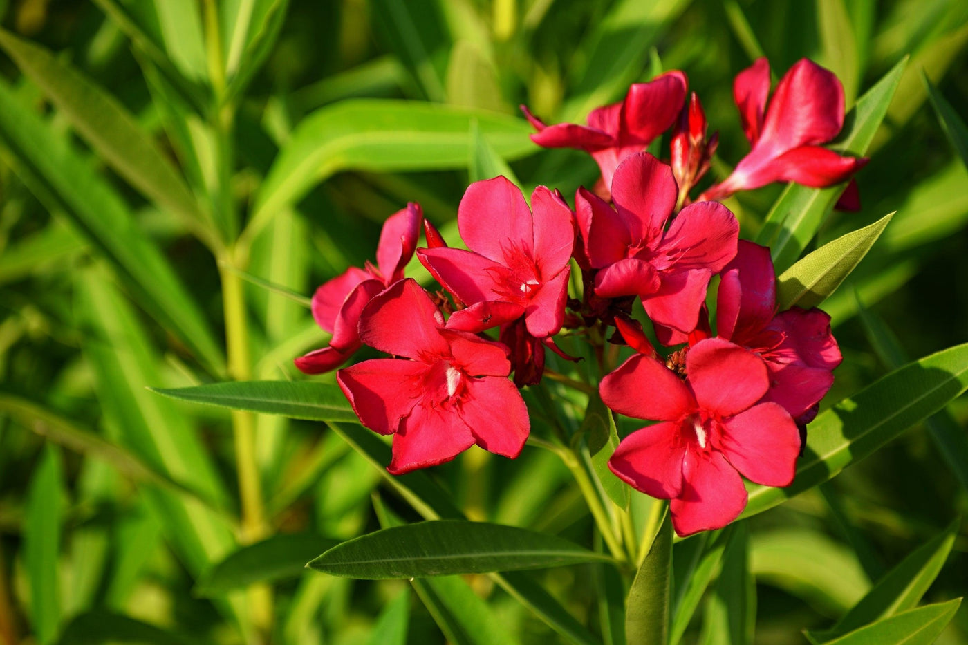 Nerium oleander Red - Rosebay