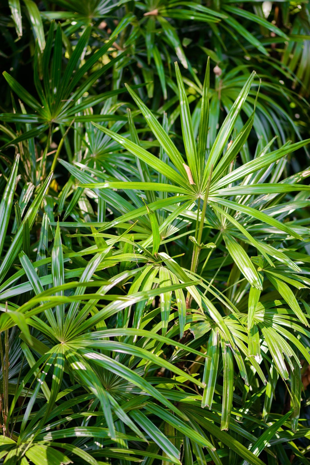 Licuala ferruginea - Rusty Fan Palm