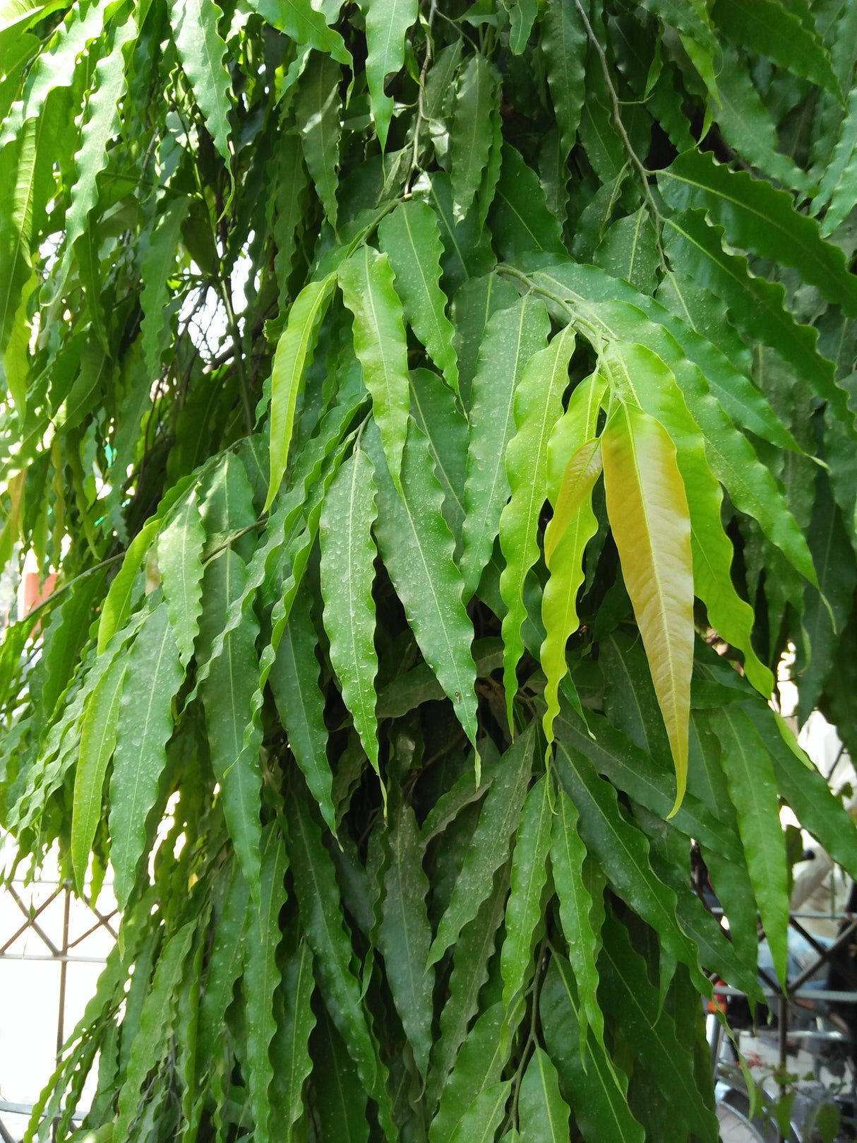 Ficus longifolia - Sabre Tooth Fig