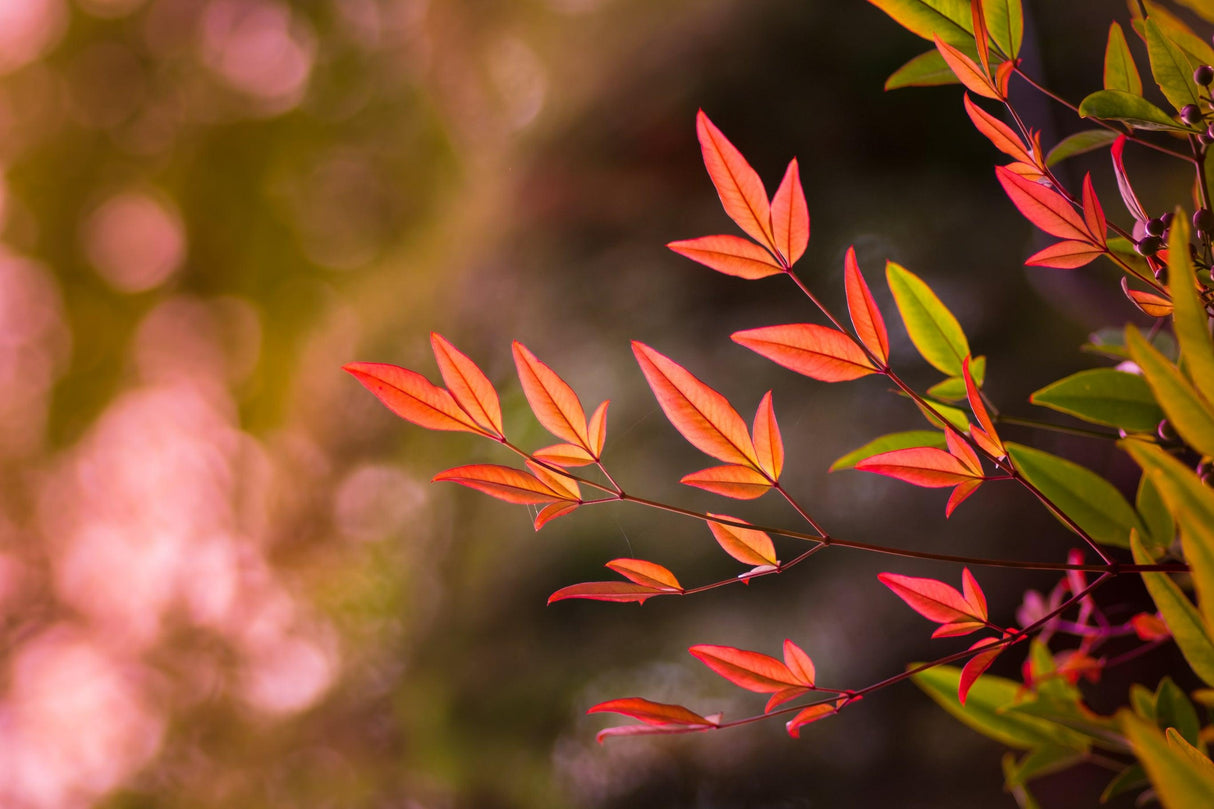 Nandina domestica 'Moon Bay' - Sacred Bamboo