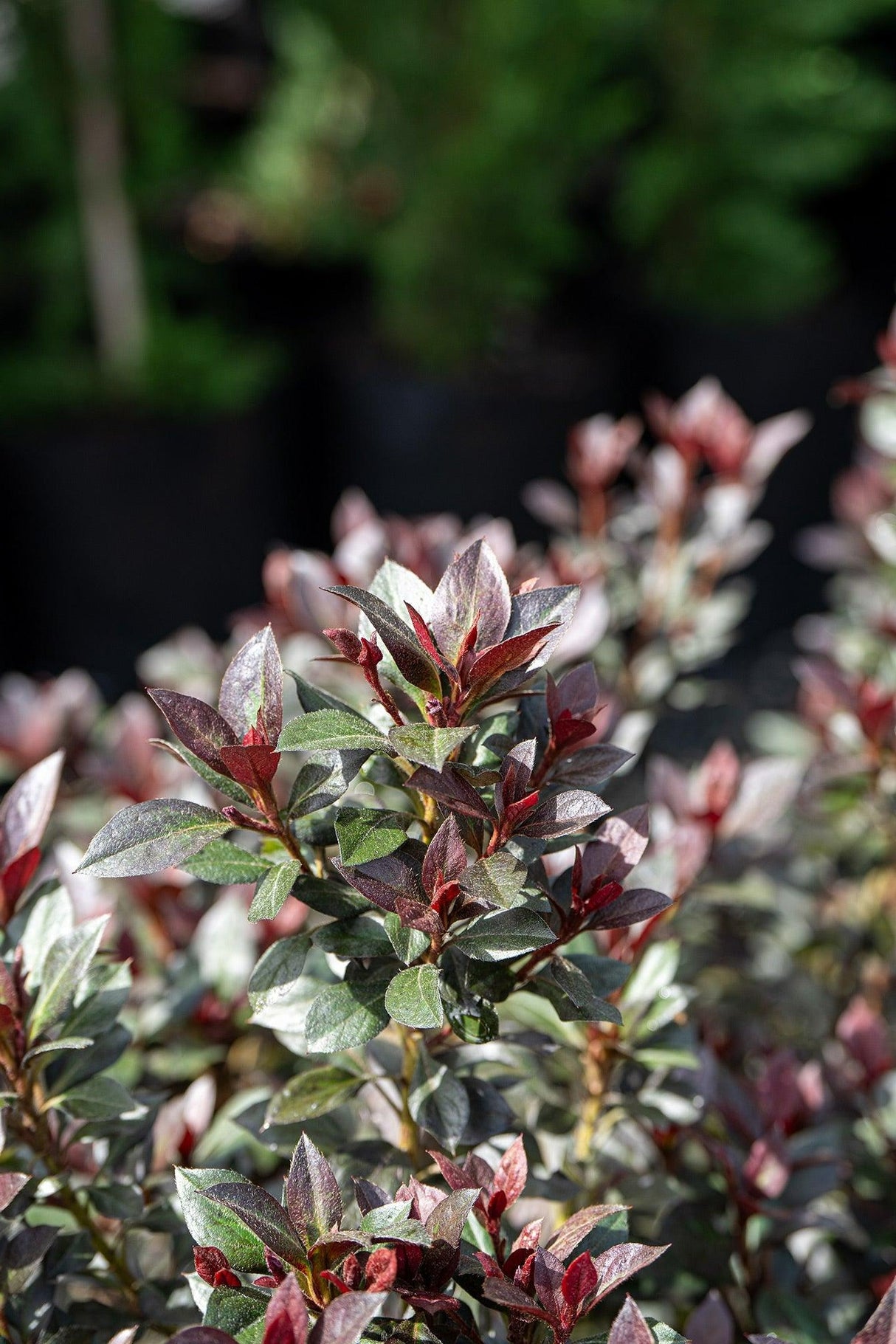 Azalea indica 'Shiraz' - Shiraz Indica Azalea