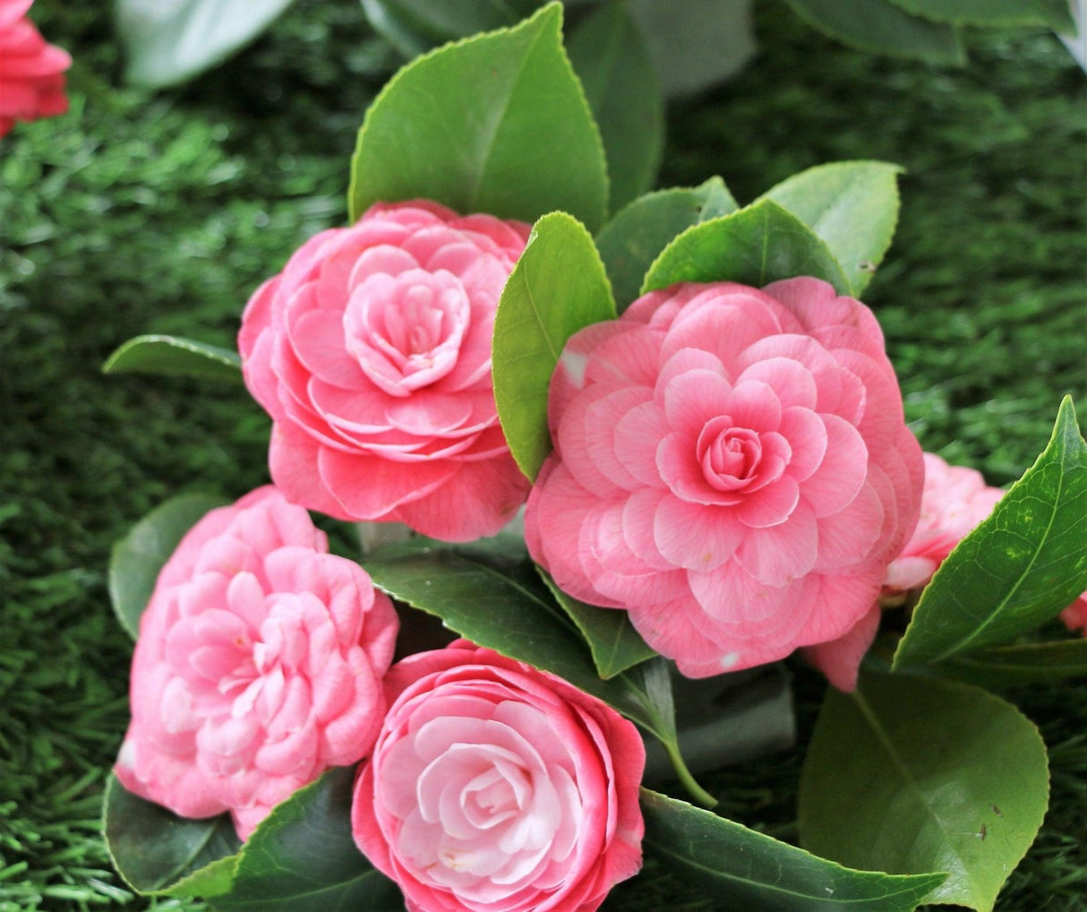 Camellia sasanqua 'Showa No Sakae' - Showa No Sakae Camellia