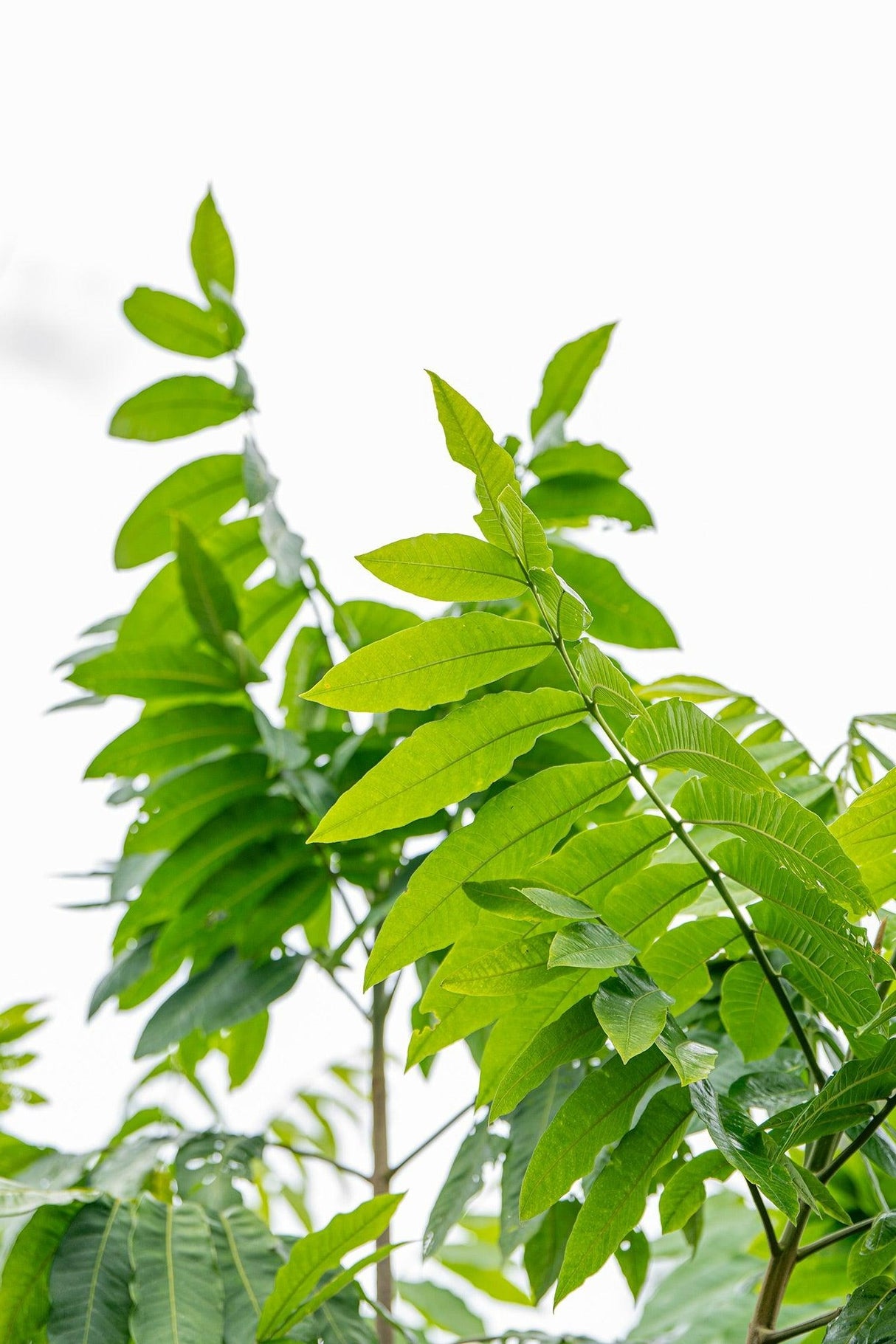 Flindersia schottiana - Silver Ash Tree