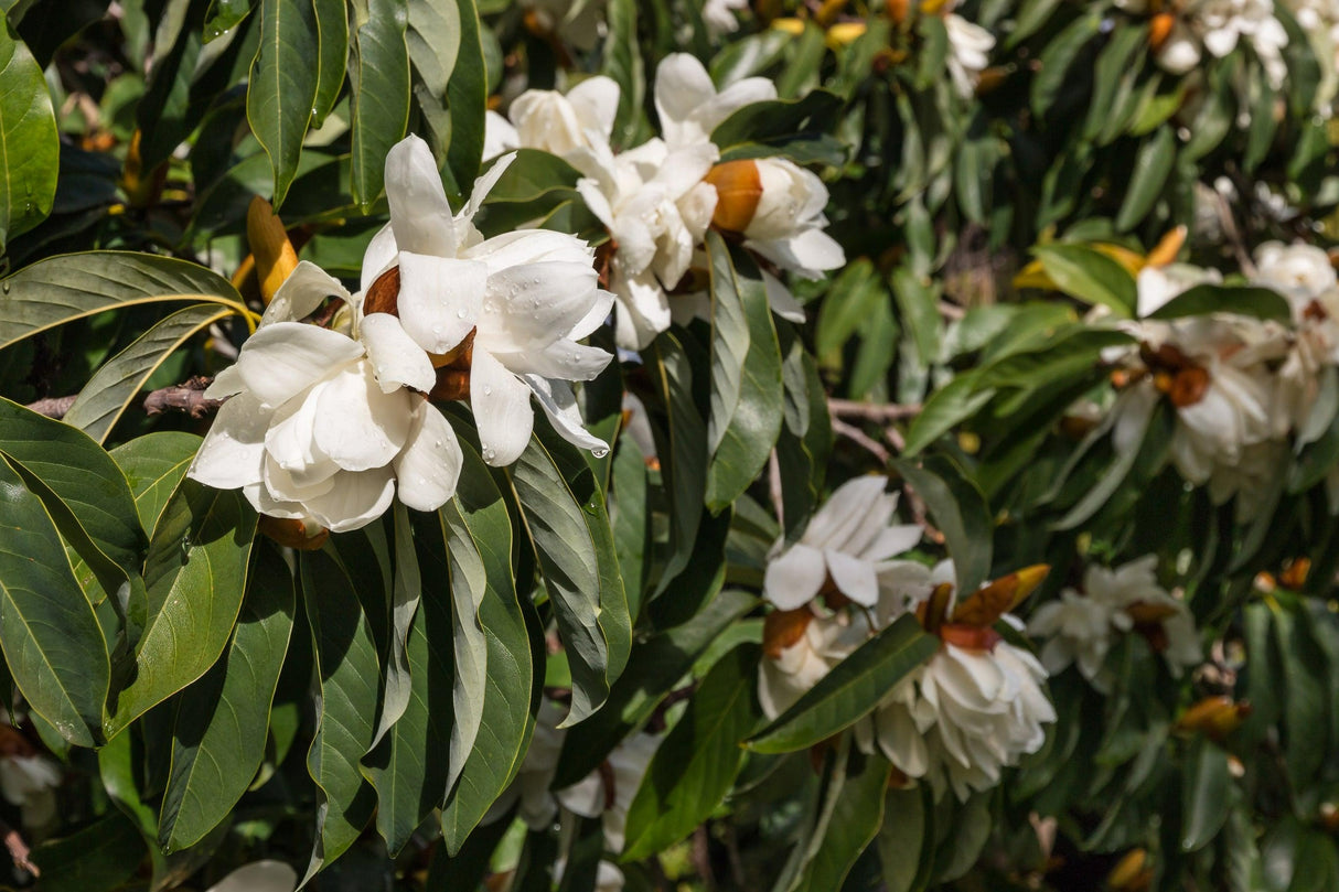 Michelia doltsopa 'Silver Cloud' - Silver Cloud Michelia