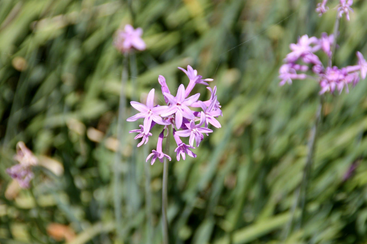 Tulbaghia violacea 'Silver Lace' - Silver Lace Society Garlic