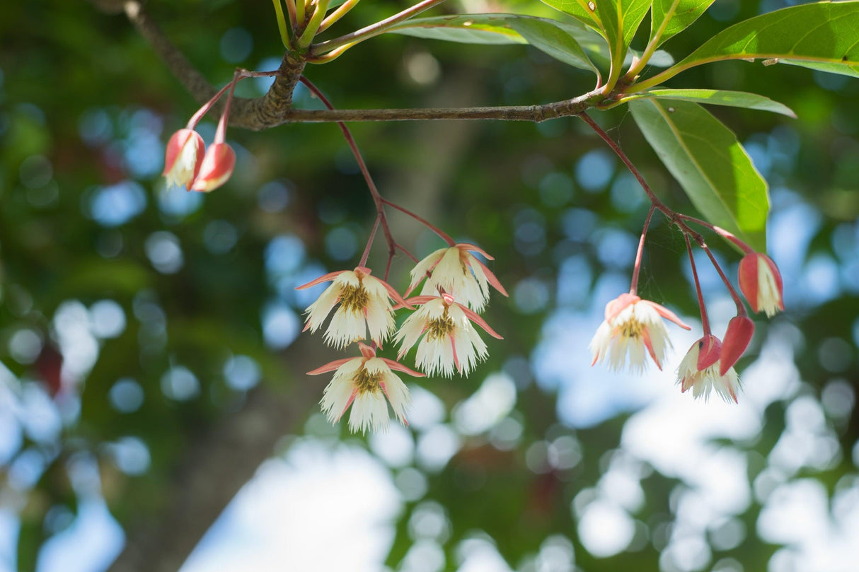 Elaeocarpus grandis - Silver Quandong Tree