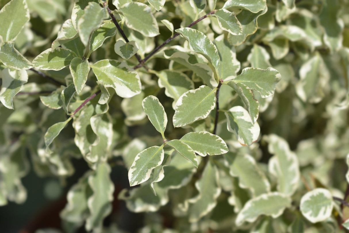 Pittosporum tenuifolium 'Silver Sheen Dream' - Silver Sheen Dream Kohuhu