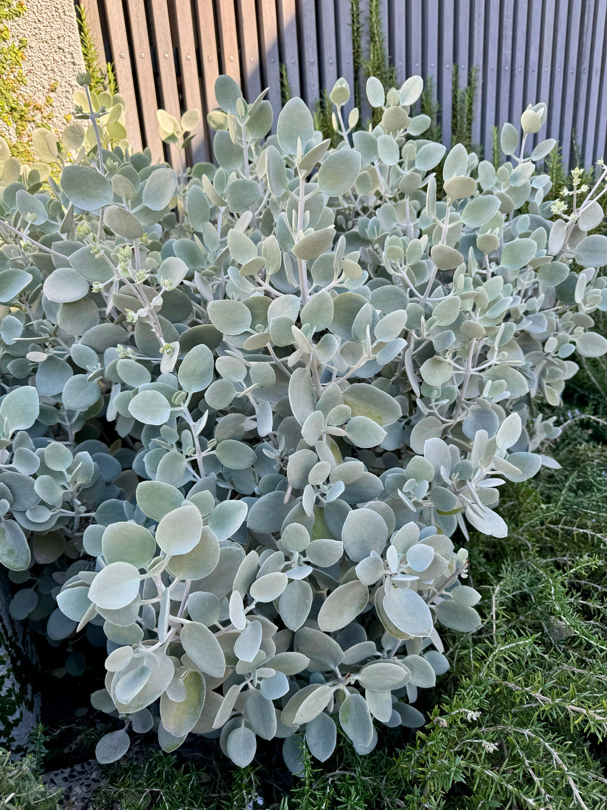 Kalanchoe ‘Silver Spoons’ - Silver Spoons Kalanchoe