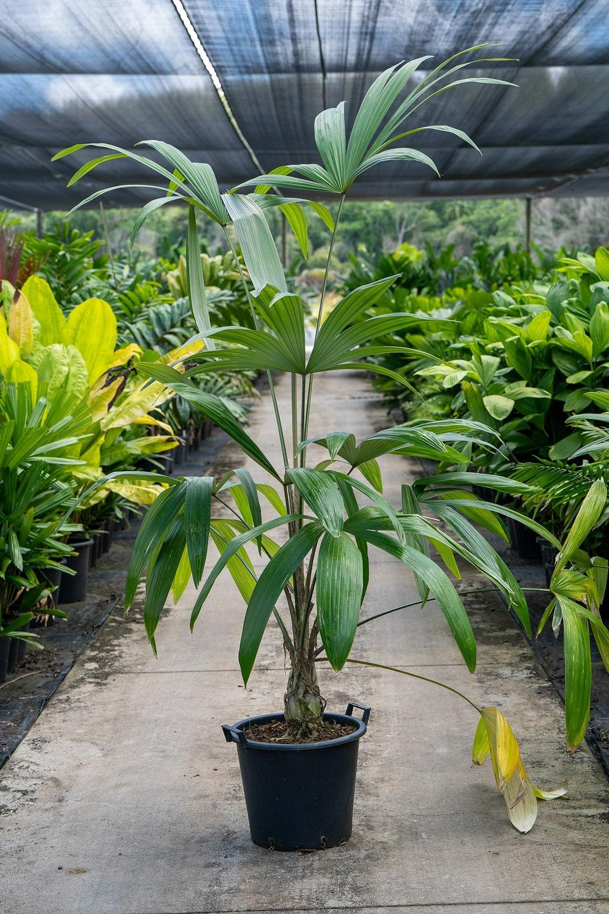 Cryosophila warscewiczii - Silver Star Palm