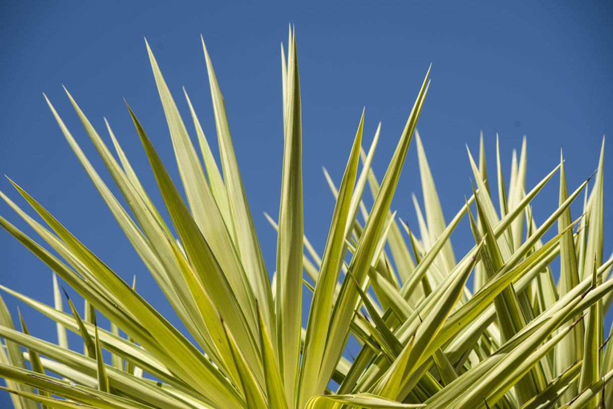 Yucca elephantipes 'Silver Star' - Silver Star Yucca