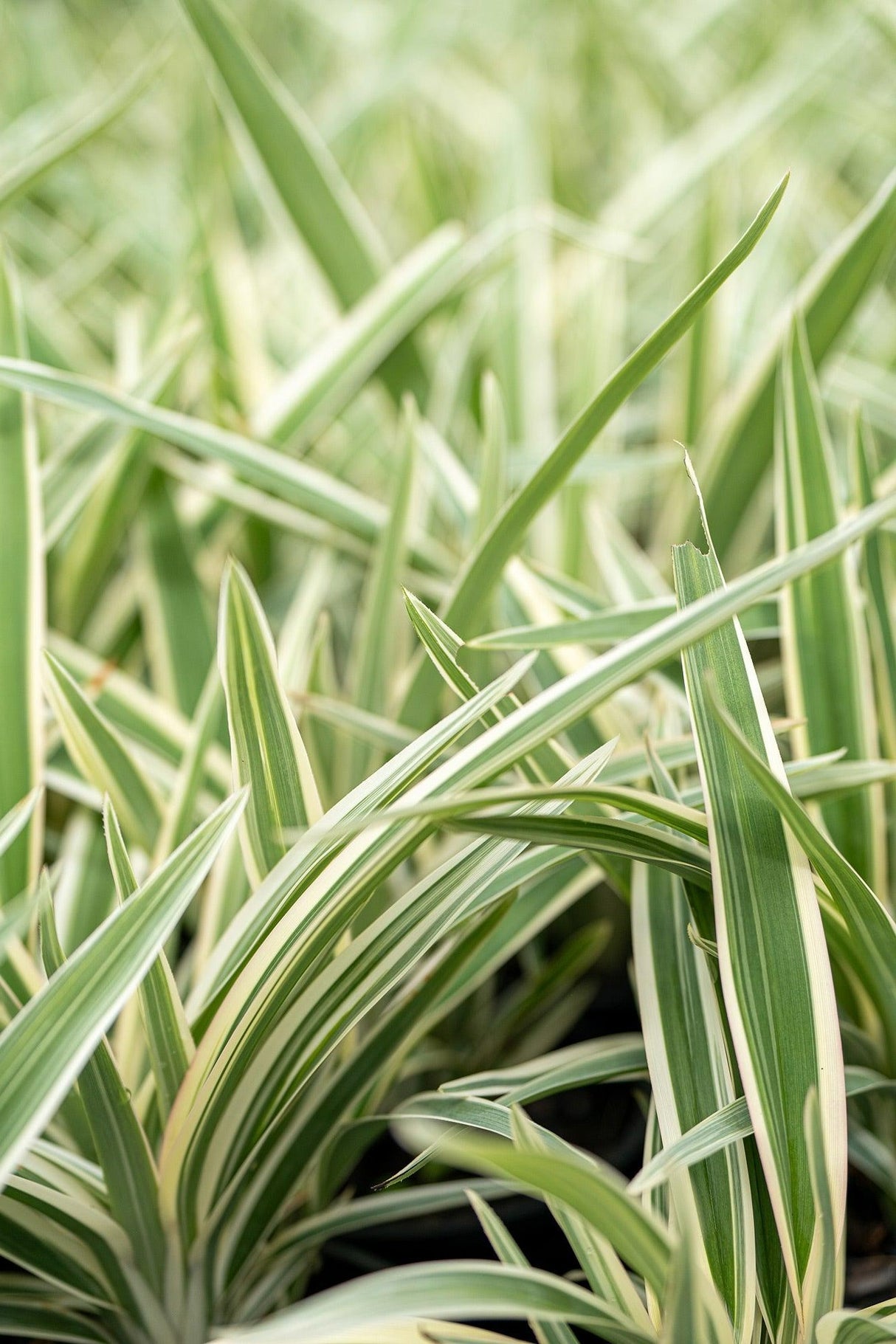 Dianella 'Silver Streak' - Silver Streak Dianella