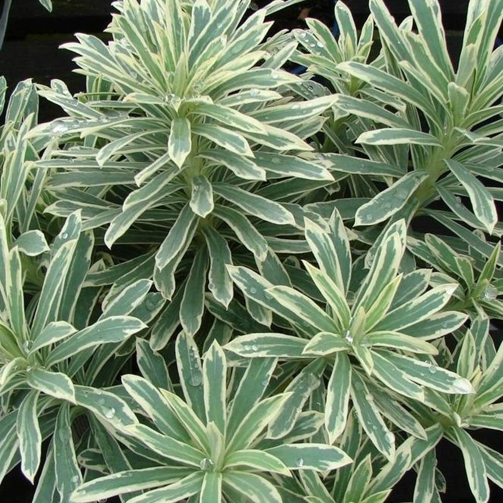 Euphorbia characias 'Silver Swan' - Silver Swan Euphorbia