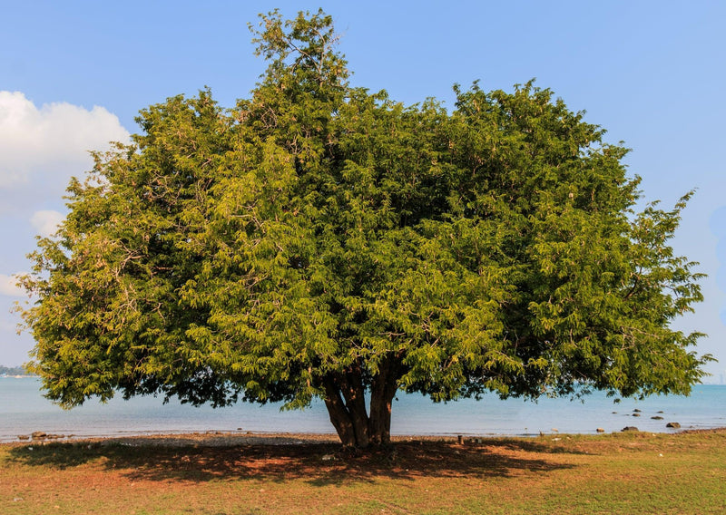 Diploglottis campbellii - التمر الهندي صغير الأوراق