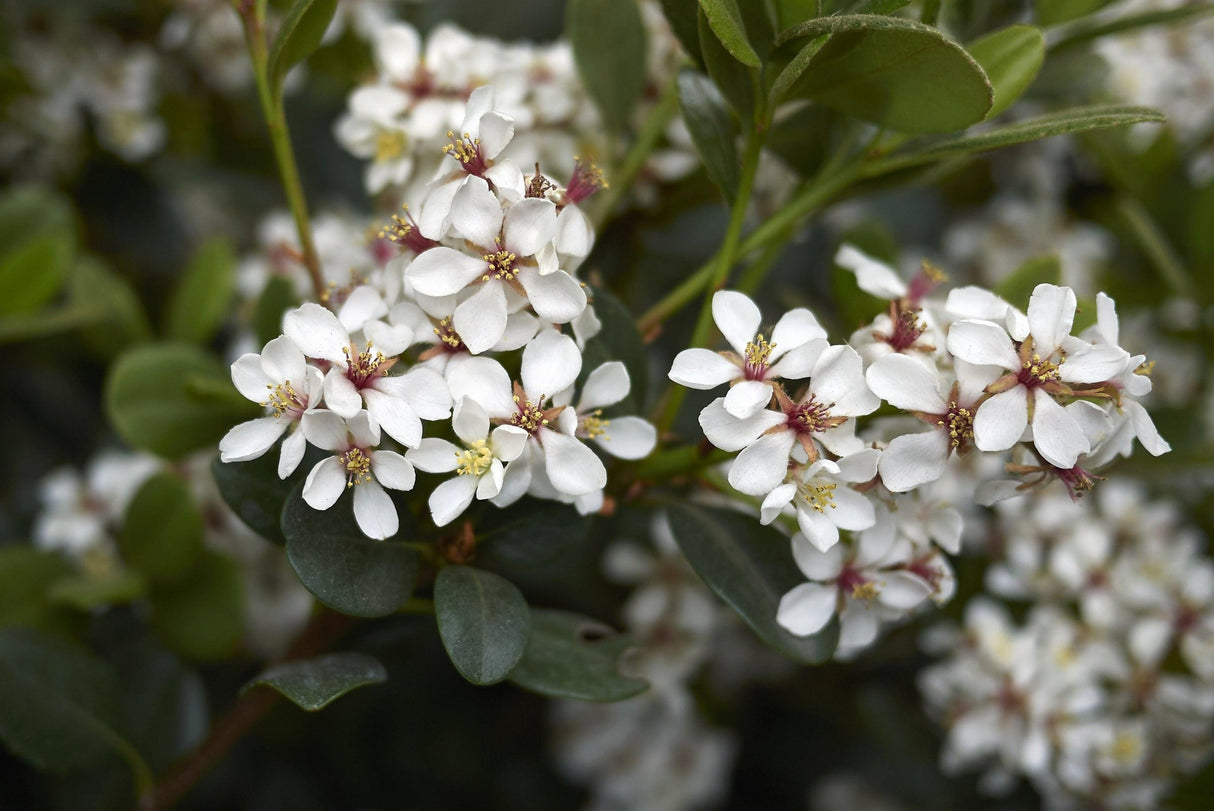 Rhaphiolepis indica 'Snow Maiden' - Snow Maiden Indian Hawthorn