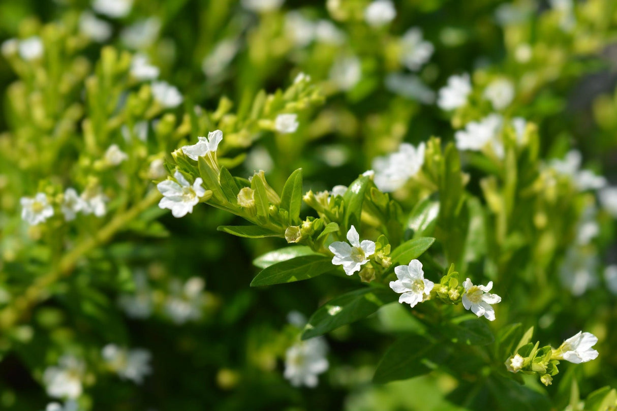 Cuphea hyssopifolia - Snow White Cuphea