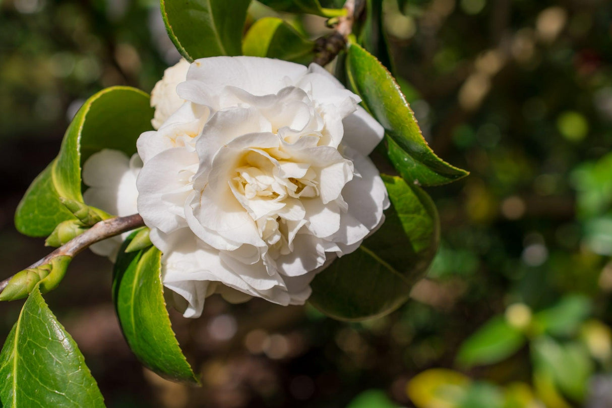 Camellia sasanqua 'Something Special' - Something Special Camellia