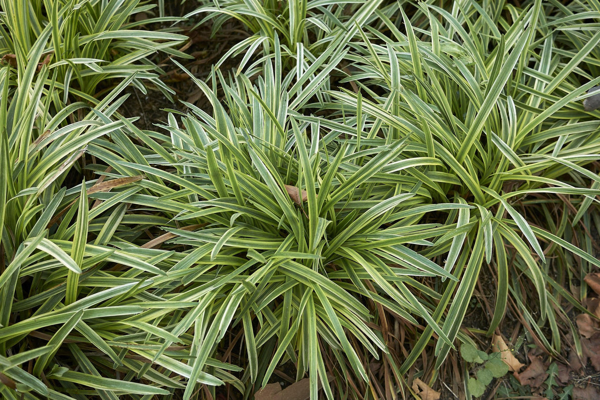 Liriope muscari 'Stripey White' - Stripey White Lilyturf