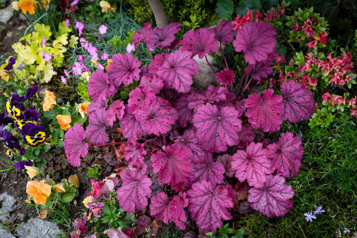 Heuchera 'Sugar Plum' - Sugar Plum Heuchera