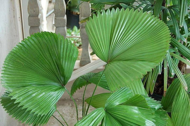 Licuala peltata var. sumawongii - Sumawongii Fan Palm