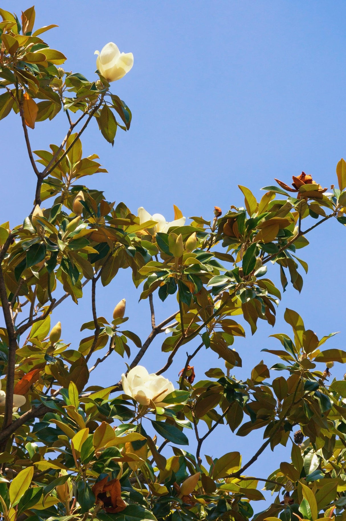 Magnolia grandiflora 'Sweet N Neat' - Sweet N Neat Magnolia