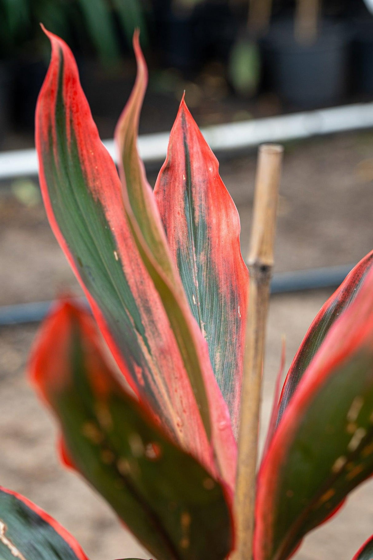 Cordyline fruticosa 'Tangelo' - Tangelo Cordyline