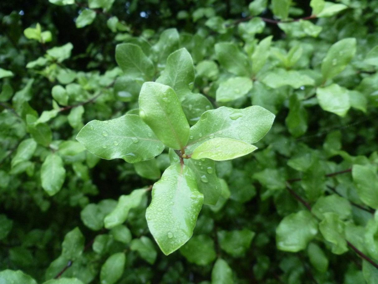 Pittosporum tenuifolium 'Tasman Ruffles' - Tasman Ruffles Kohuhu