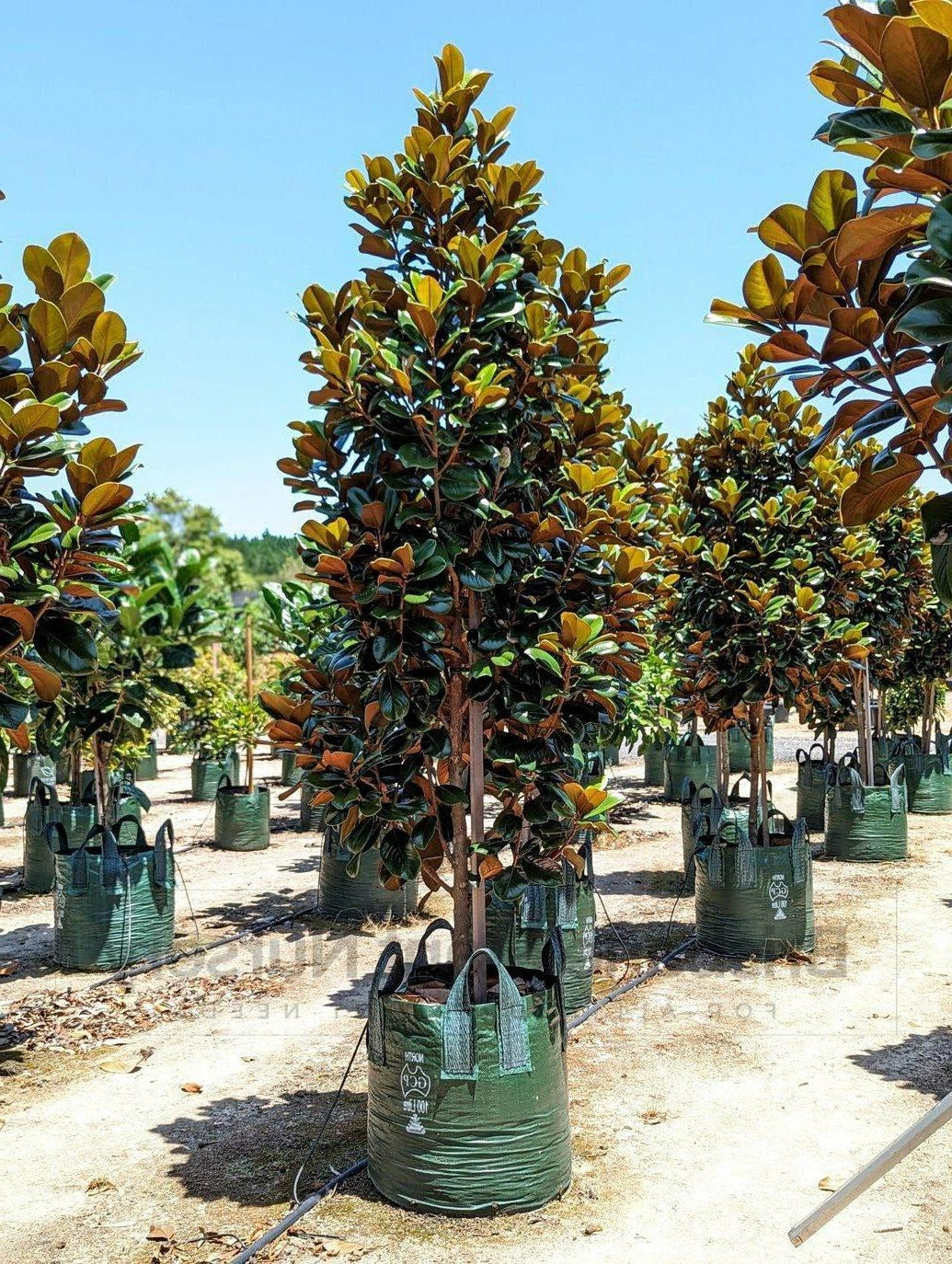 Magnolia grandiflora 'Teddy Bear' - Teddy Bear Magnolia