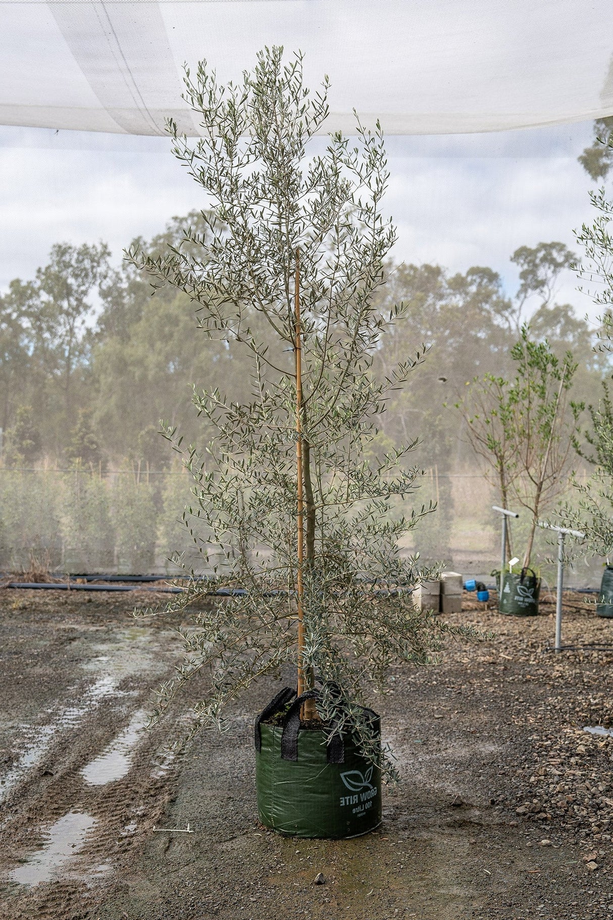 Olea europaea 'Tolleys Upright' - Tolleys Upright Olive Tree