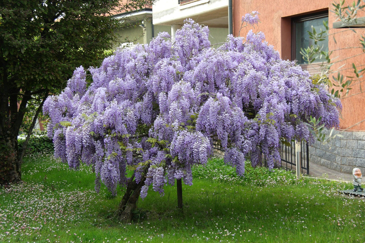 Bolusanthus speciosus - Tree Wisteria