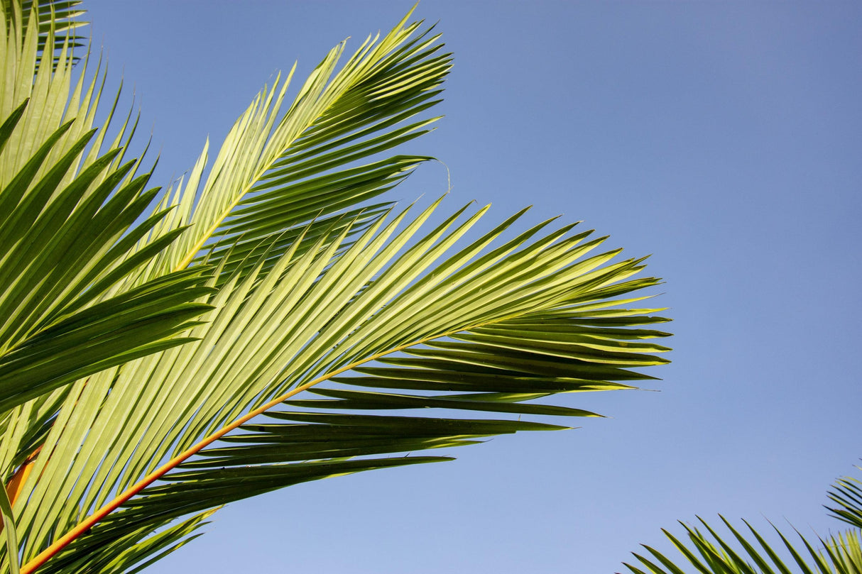 Dypsis prestoniana - Triple Crown Palm