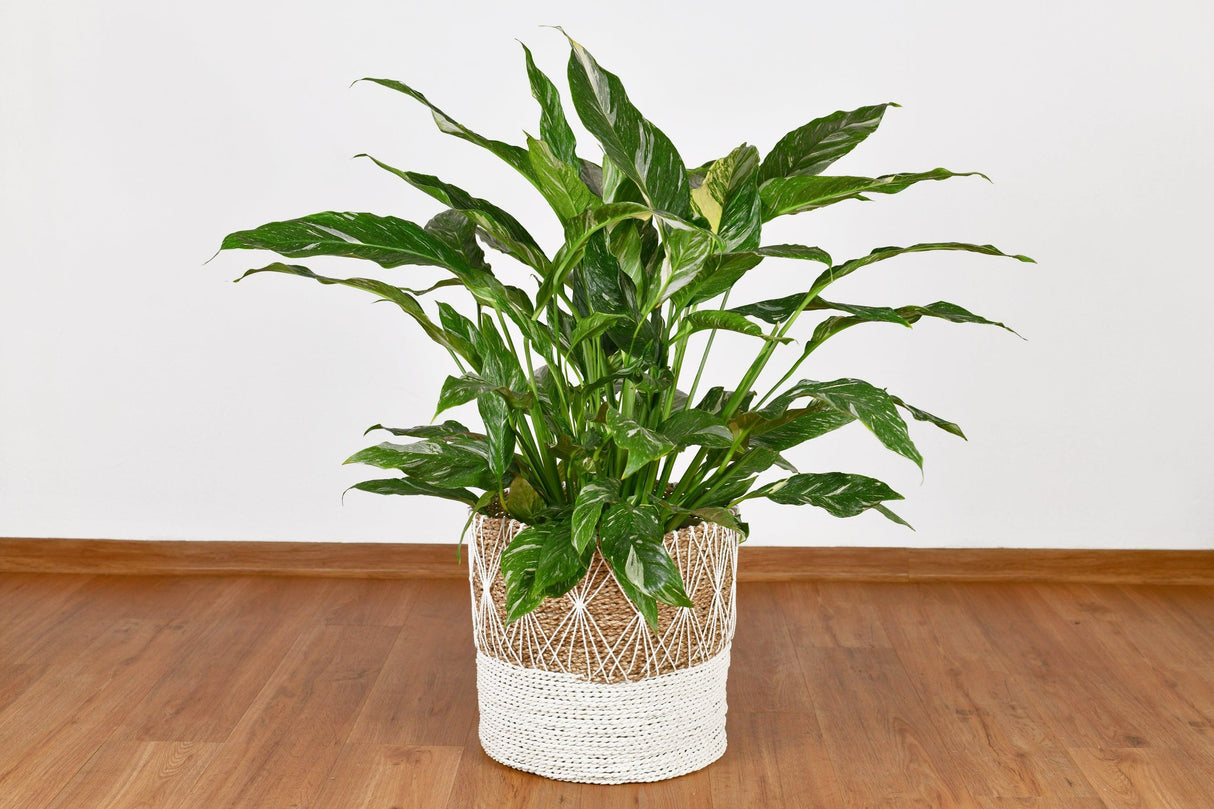 Spathiphyllum 'Sensation Variegated' - Variegated Sensation Peace Lily