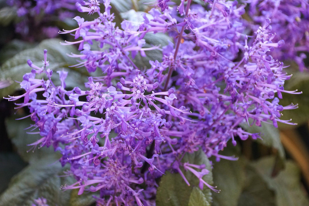 Plectranthus 'Velvet Idol' - Velvet Idol Spur Flower