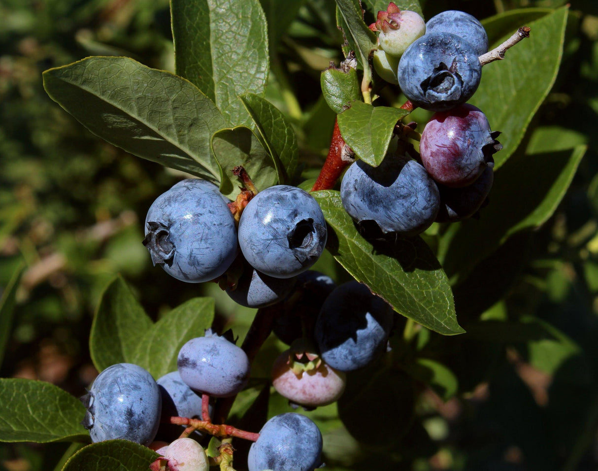 Vaccinium 'Vitality' - Vitality Blueberry