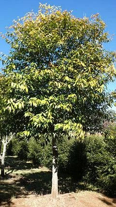 Syzygium tierneyanum – River Cherry or Bamaga Satinash