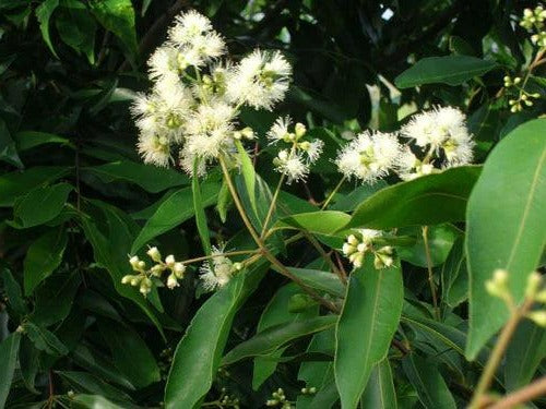 Waterhousia floribunda - Weeping Lilly Pilly