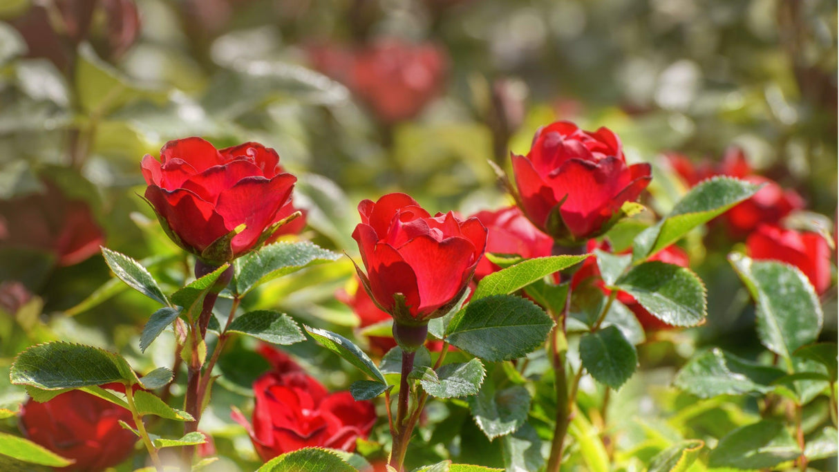 Rosa 'Zepeti' - Zepeti Rose