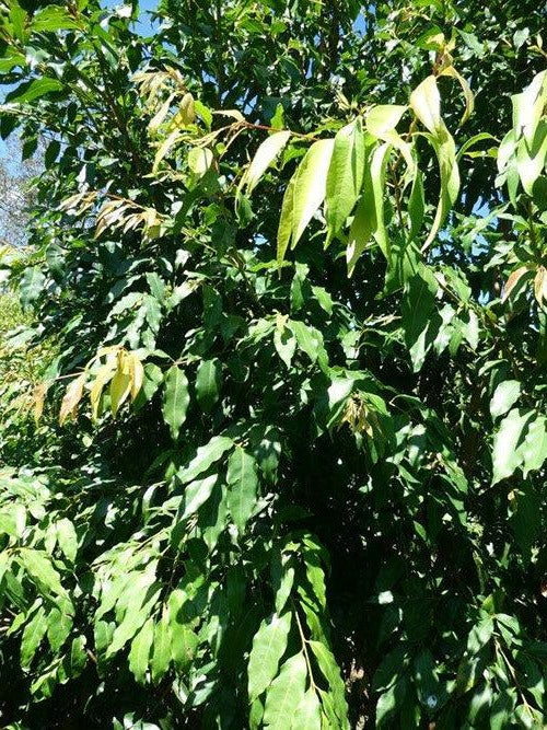 Waterhousia floribunda ‘Warners Select’ - Weeping Lilly Pilly