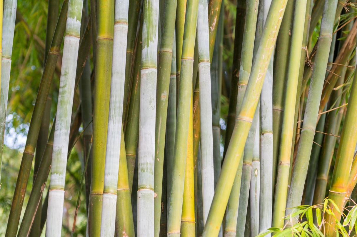 Bambusa chungii - White Bamboo