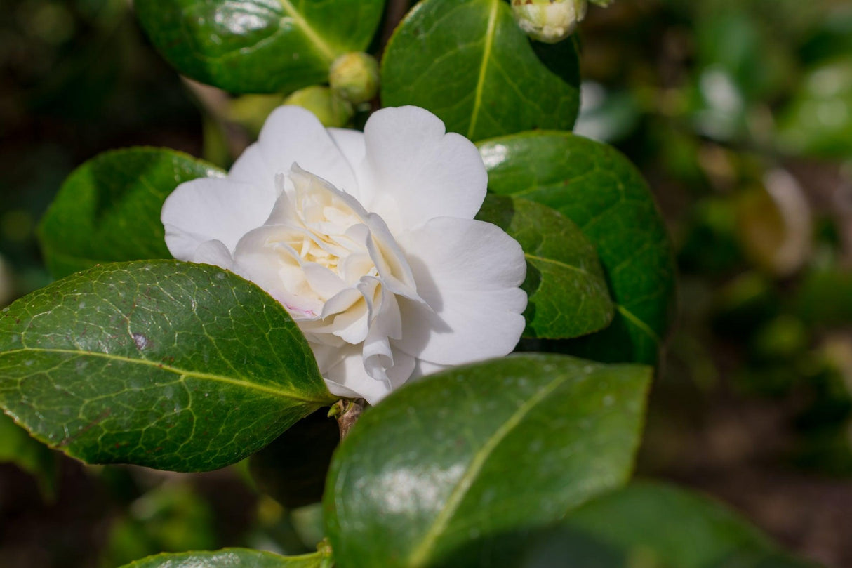 Camellia sasanqua 'Weroona' - Weroona Camellia