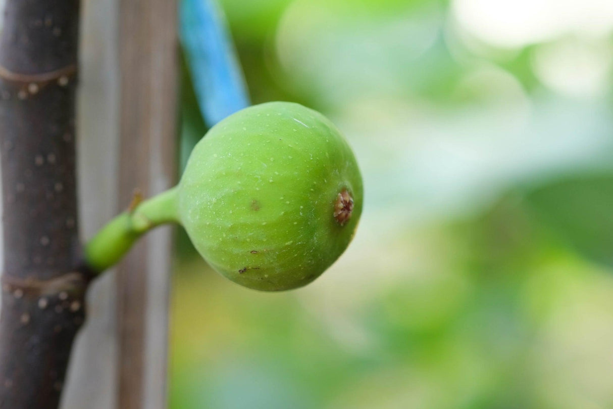 Ficus carica 'White Genoa' - White Genoa Fig