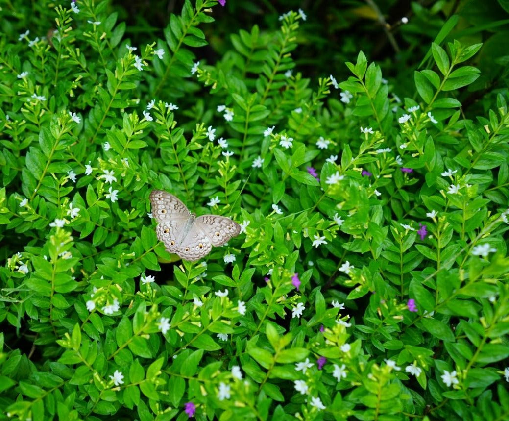 Pratia pedunculata - White Pratia