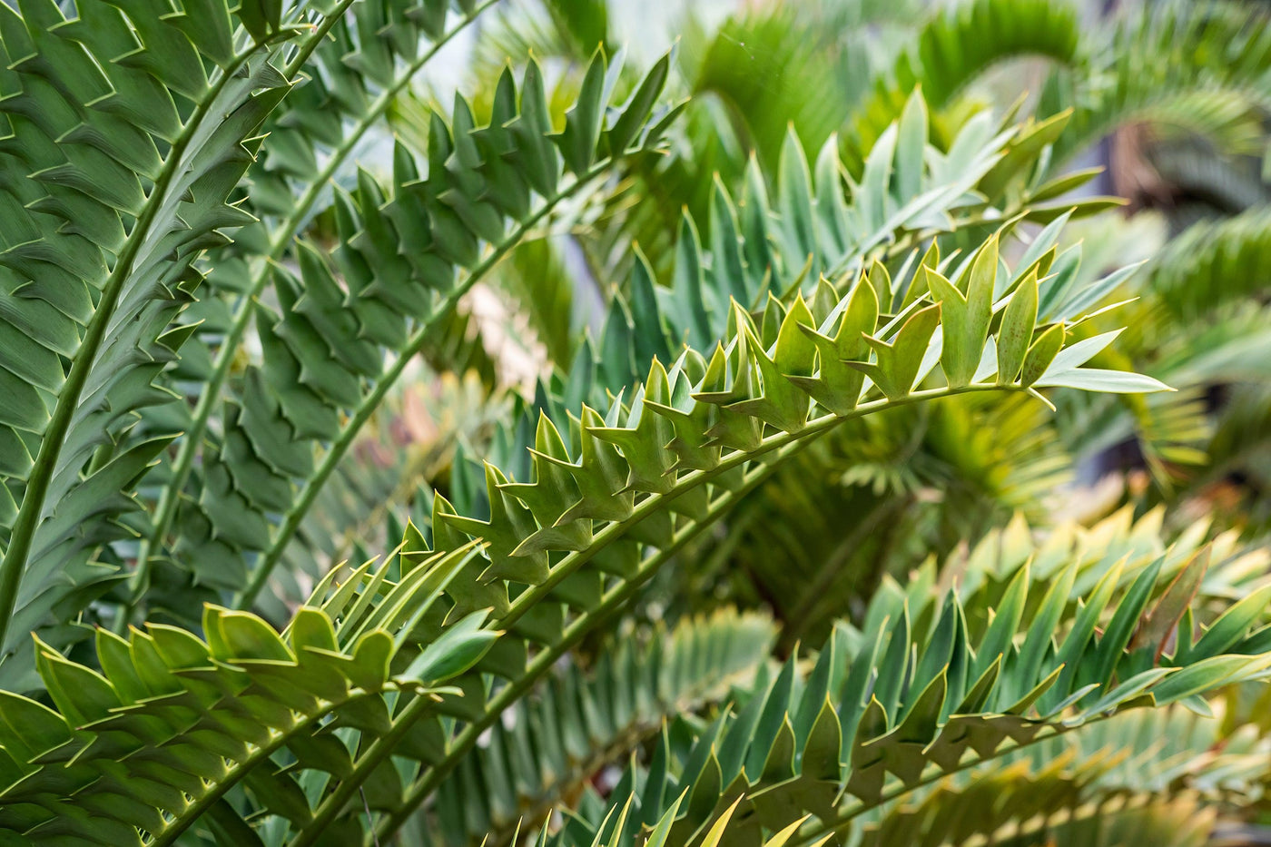 Encephalartos whitelockii - Whitelock's Cycad