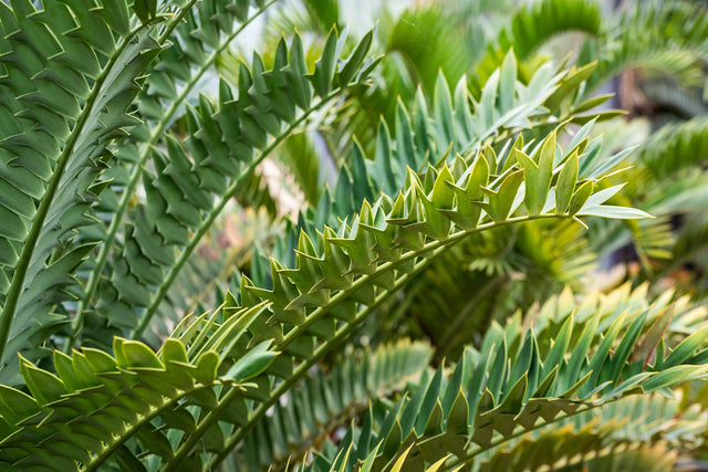 Encephalartos whitelockii - Whitelock's Cycad